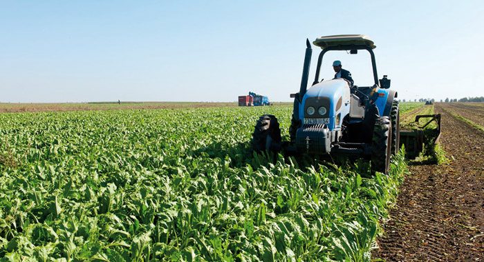 Coronavirus Maroc : La tutelle rassure sur la production agricole et le cheptel