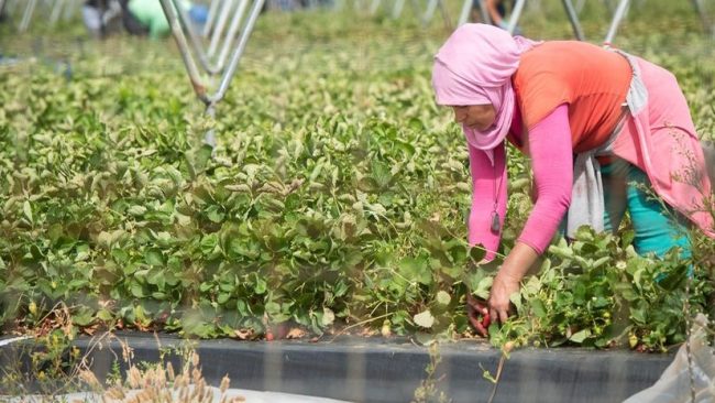 Covid-19/Maroc: Des militantes lèvent le voile sur les discriminations contre les ouvrières agricoles