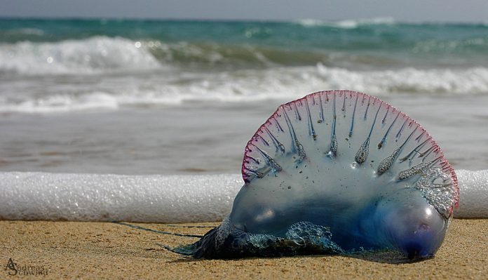 Maroc: Apparition dans les plages méditerranéennes d’une fausse méduse “inoffensive pour l’homme”