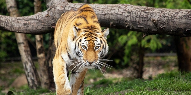 Covid-19: un tigre testé positif au zoo de New York