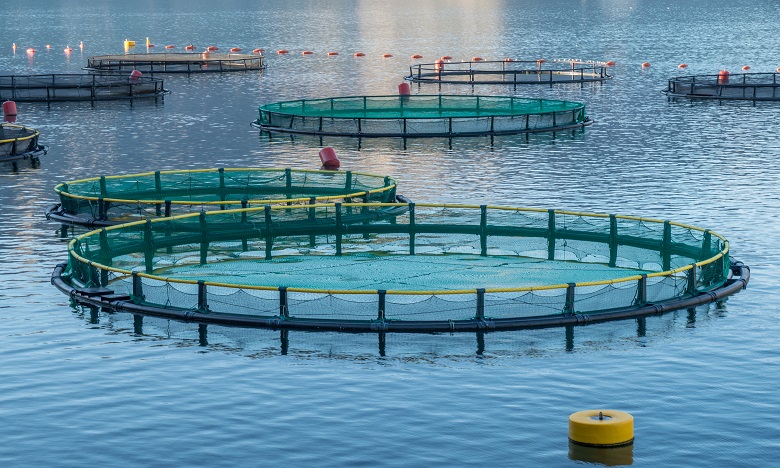 Coup d’envoi virtuel d’un projet d’appui au développement des métiers d’aquaculture au Maroc