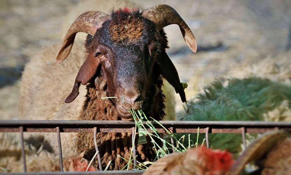 Aïd Al Adha: 8 millions de têtes d'ovins et de caprins seront identifiées