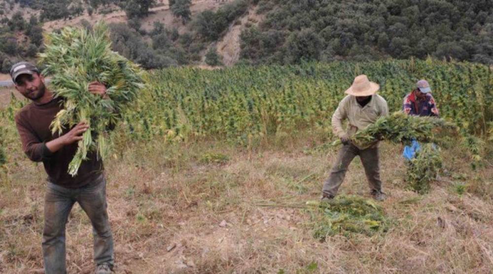 Appel à une amnistie générale en faveur des cultivateurs de cannabis