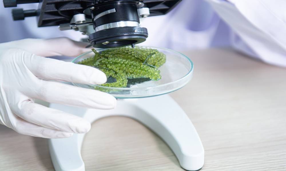 La FAO soutient la formation et la recherche dans les sciences de la mer au Maroc