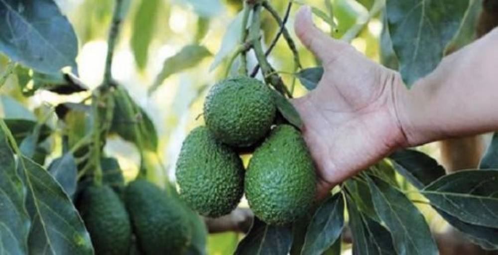 L’Israélien Mehadrin va cultiver et exporter de l'avocat depuis le Maroc