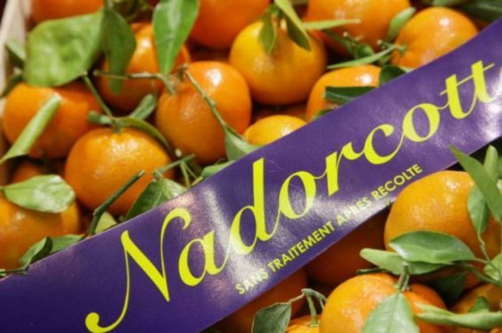 Espagne : La CJUE donne raison à une société associée aux Domaines Agricoles du roi du Maroc