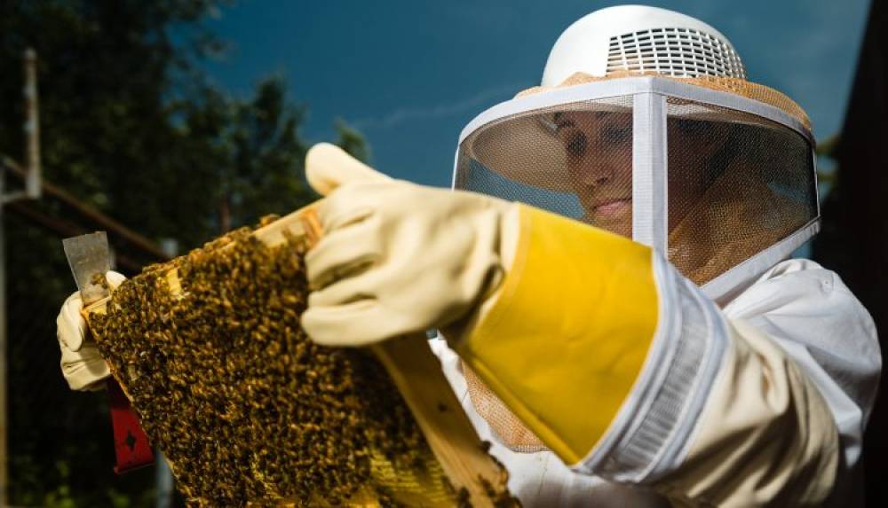 Apiculture : le taux de couverture des besoins en miel est de 30% et peut atteindre 60% cette année