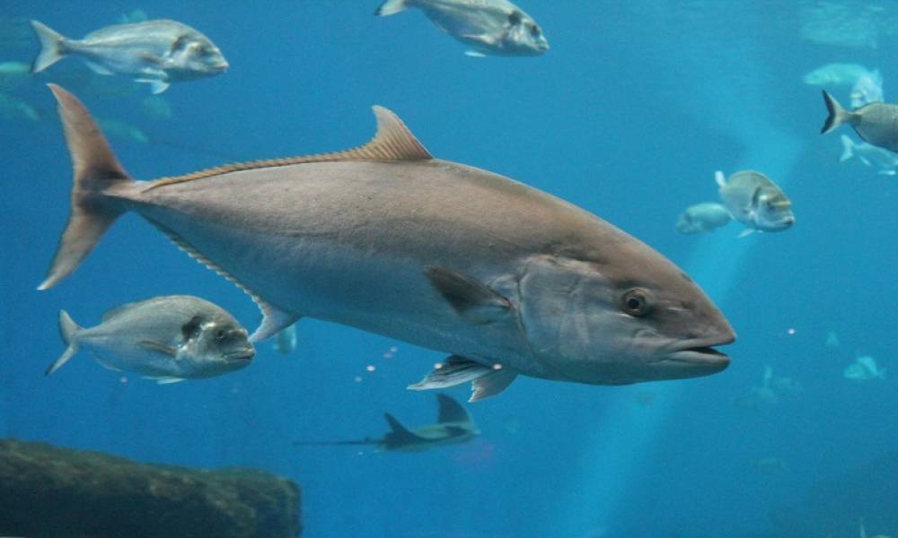 Journée mondiale du thon : appel à la protection d'un poisson en voie de disparition