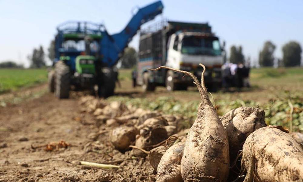 Betterave à sucre: Une production prévisionnelle record à Rabat-Salé-Kénitra