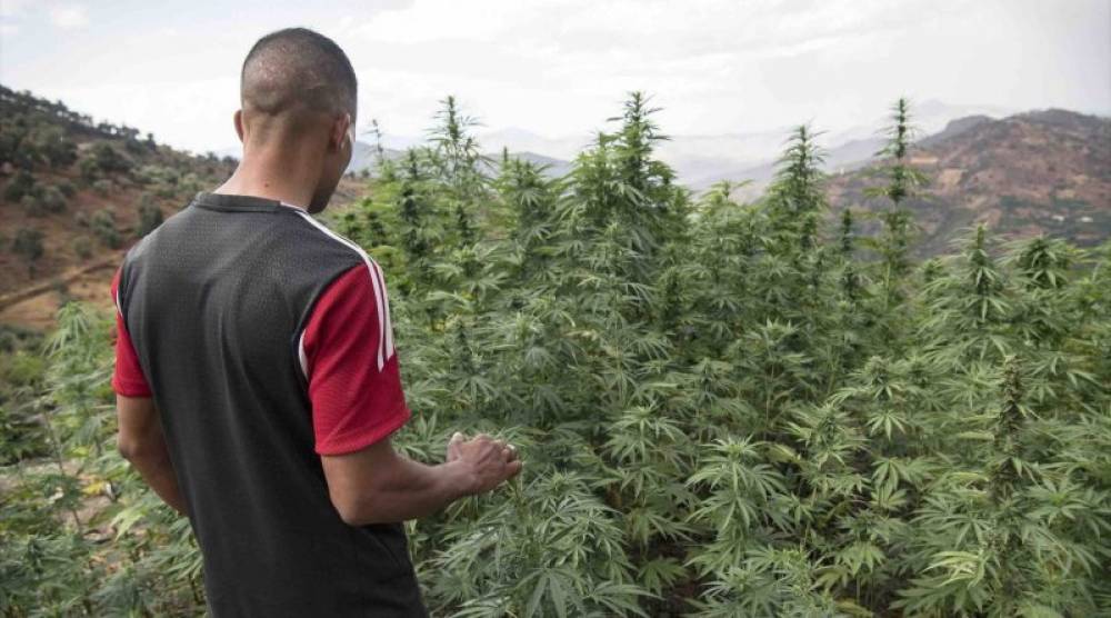 Légalisation du cannabis: les producteurs de Kétama veulent sortir de la clandestinité