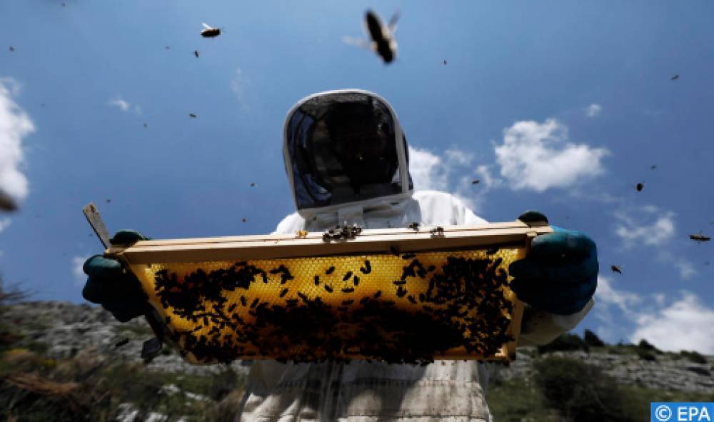 Azilal: l’apiculture et la production du miel se développent de plus en plus
