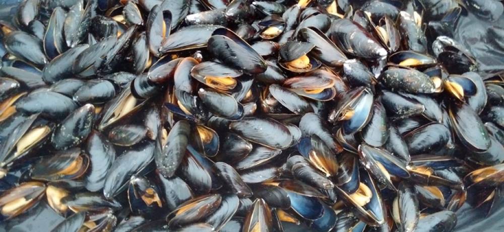 Agadir : Interdiction de la récolte et la commercialisation des coquillages issus de la zone Douira-Sidi R’bat