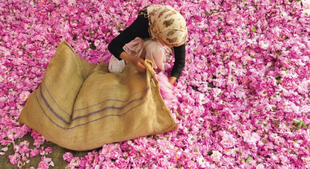 Floriculture : L’énorme potentiel de la filière peut placer le Maroc en 1ère position à l’international