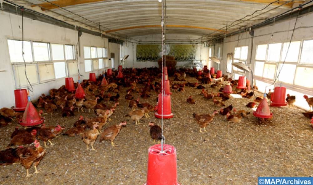 Aviculture: Quand la formation résiste à la crise