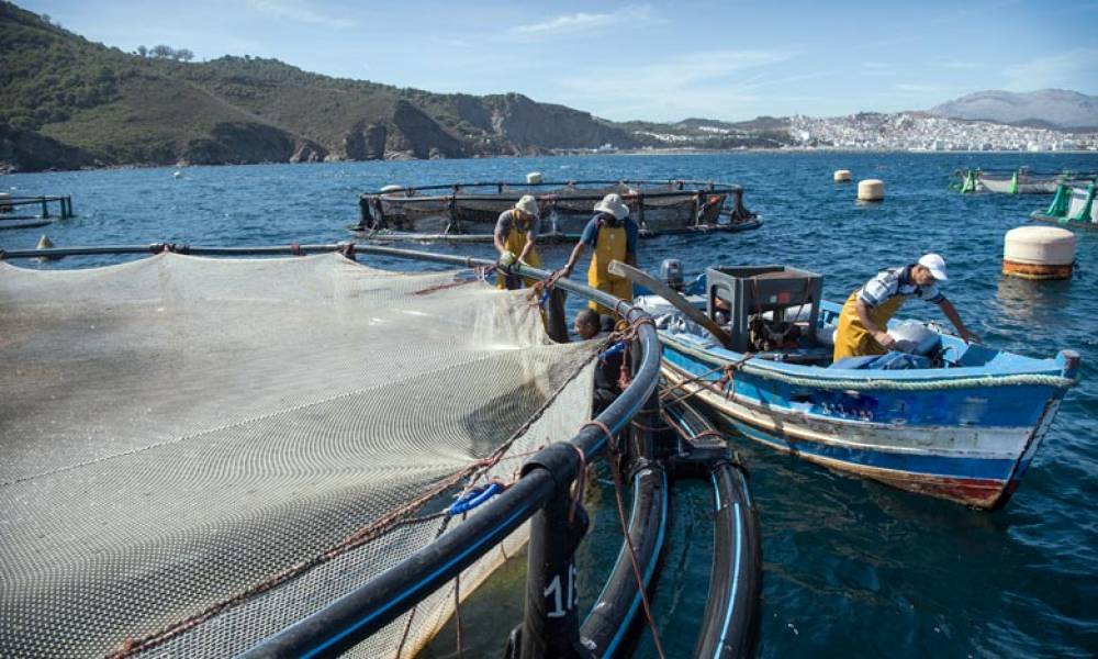 Prix du carburant: les pêcheurs se font du mouron, le poisson se fait rare