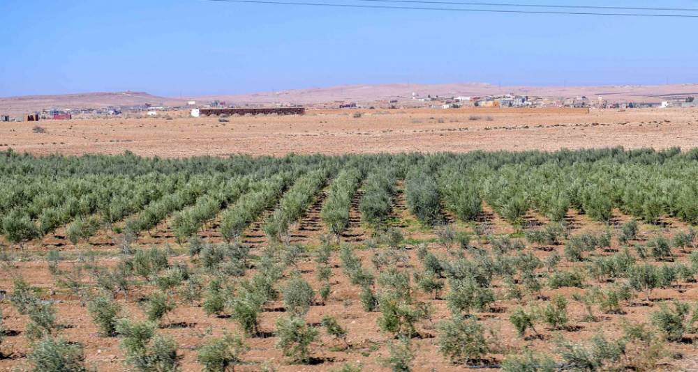 Cultures printanières: une superficie de 272.000 ha prévue dans les zones bour