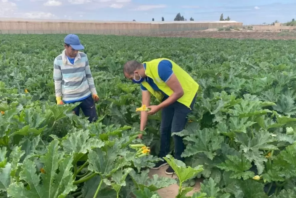 OCP-Al Moutmir: Le rendement de certaines cultures a augmenté jusqu'à 21% sur la campagne 2020/21