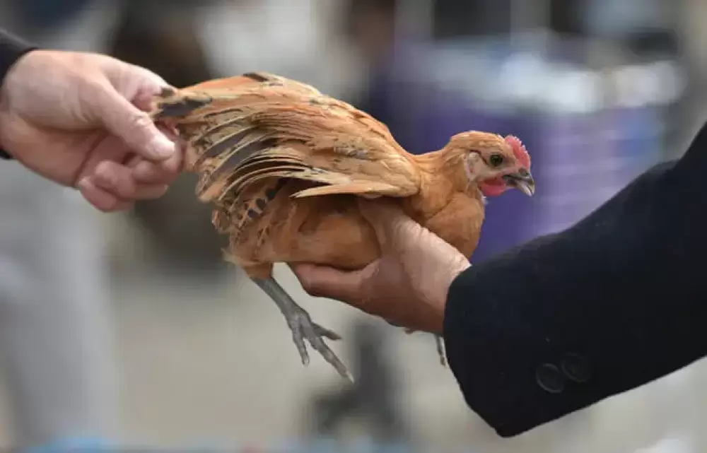 Chine : Un premier cas de grippe aviaire H3N8 détecté chez l'homme