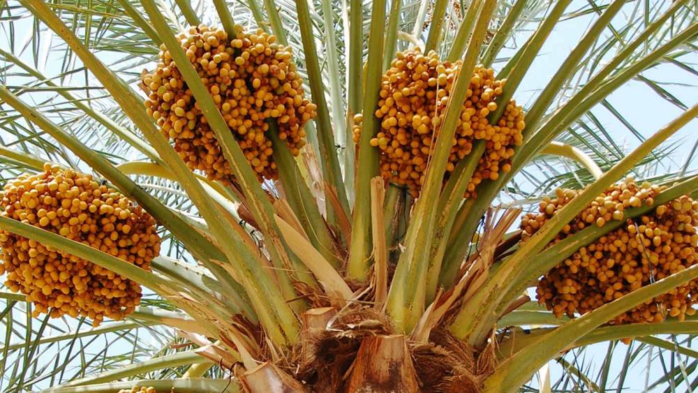 Bonne production en dattes dans la région de Drâa-Tafilalet (responsable)