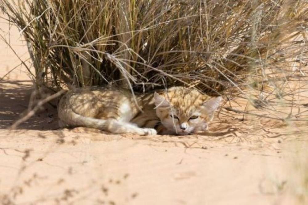 Maroc : Les chercheurs appellent à reclasser le chat des sables comme espèce «quasi-menacée»