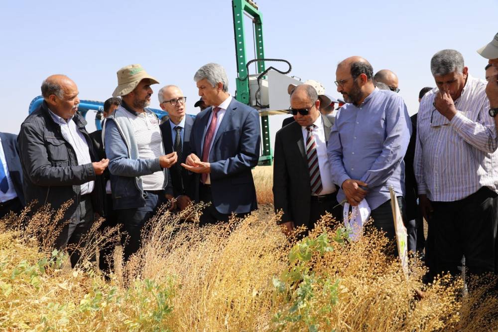 Nouvelles variétés de céréales résistantes à la sécheresse : les recherches vont bon train à Khémisset