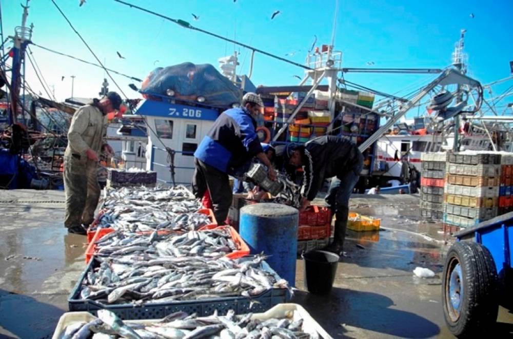 Port de Safi : Baisse de 22% des débarquements de la pêche côtière et artisanale à fin mars (ONP)