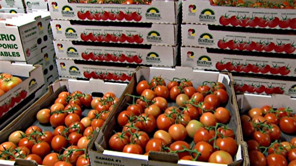 Légumes frais: les recettes d’exportation en forte hausse malgré une baisse du volume