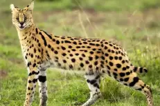 Le serval court toujours à Tanger, les explications de l'Agence nationale des eaux et forêts