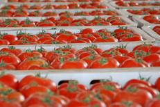 Fruits et légumes: les exportations marocaines vers l’Espagne en hausse de 45% en janvier