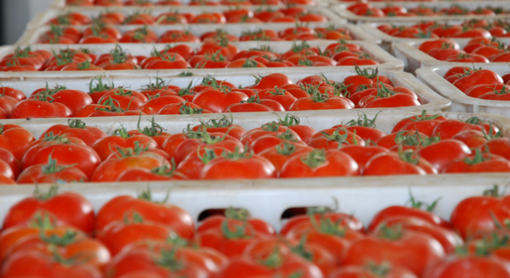 Fruits et légumes: les exportations marocaines vers l’Espagne en hausse de 45% en janvier