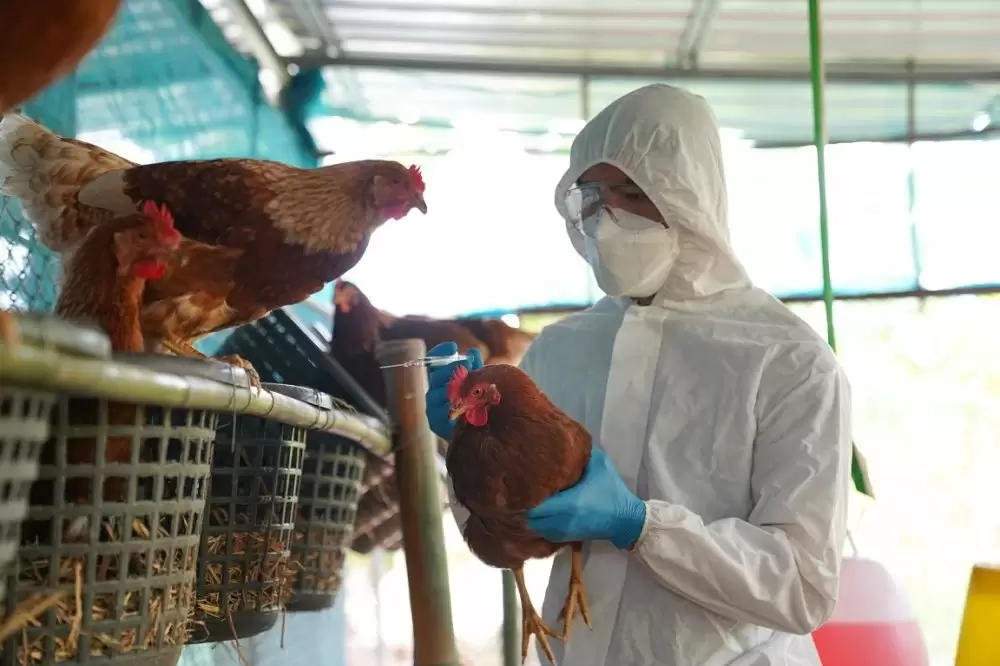 La transmission de la grippe aviaire H5N1 à l'homme inquiète l'OMS