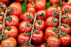 Tomates marocaines : Au Royaume-Uni, les taxes et quotas sur l’importation pointés du doigt
