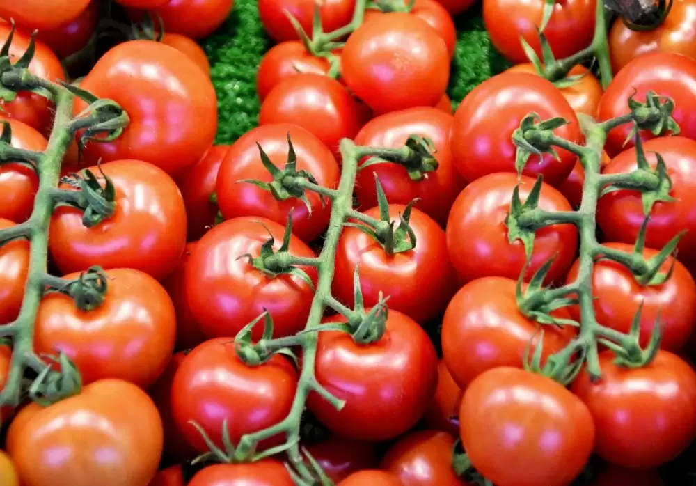 Tomates marocaines : Au Royaume-Uni, les taxes et quotas sur l’importation pointés du doigt