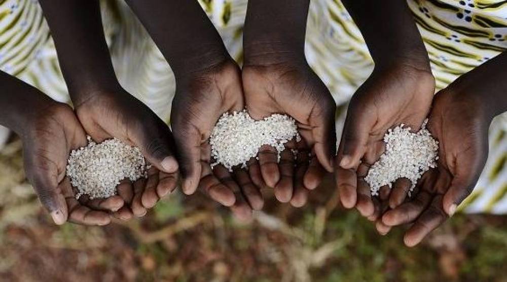 Sécheresse en Afrique australe : Près de 20 millions de personnes confrontées à la faim (rapport)