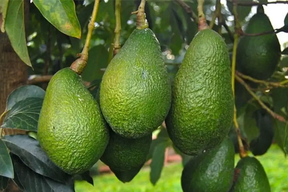 Avocat : Les exportations marocaines frôlent les 40.000 tonnes, valant 120 millions de dollars