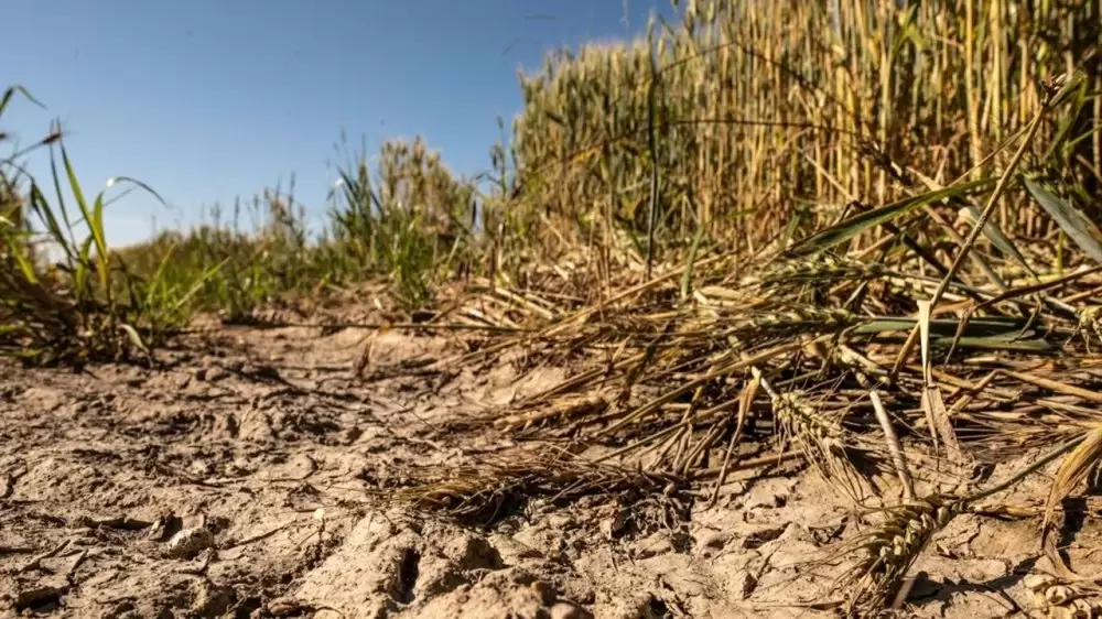 Campagne agricole 2023-2024 : Le Maroc va importer 10 millions de tonnes de blé