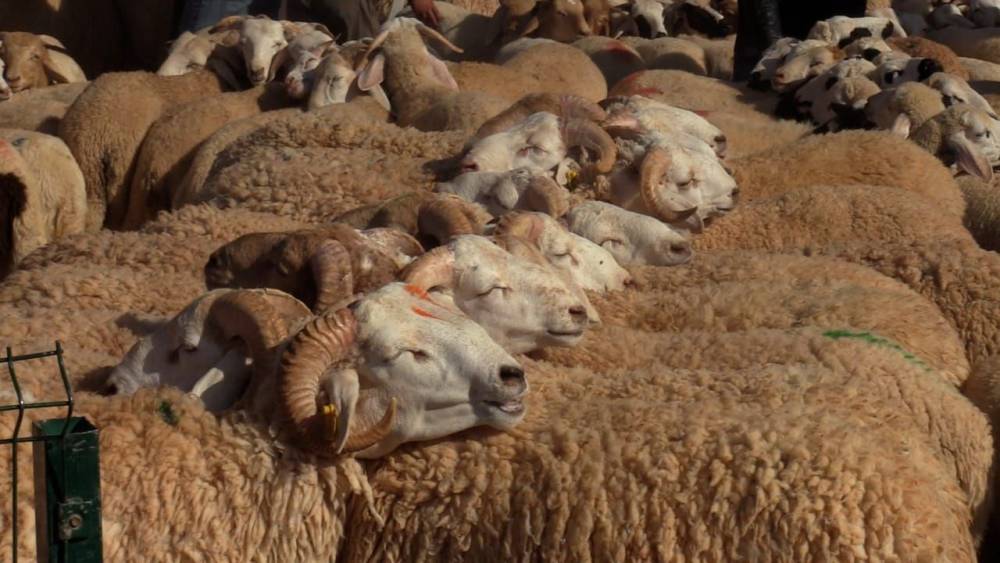 Aïd Al-Adha: engouement des opérateurs pour l’importation subventionnée des ovins