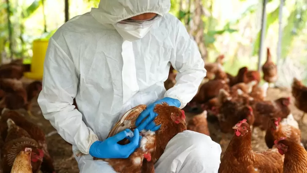 Grippe aviaire : La possibilité que les virus provoquent une pandémie reste préoccupante (ECDC)