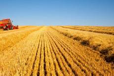 Agriculture : La récolte céréalière prévue à près de 90 Mqx pour la campagne 2025/2026