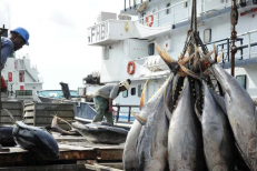 Pêche maritime : lancement d'un numéro vert pour signaler les actes portant atteinte à l’intégrité