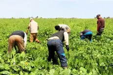 Agriculture solidaire : lancement de 10 nouveaux projets dans le Souss-Massa