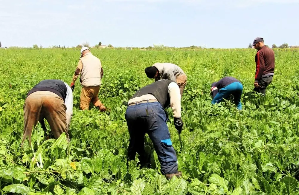 Agriculture solidaire : lancement de 10 nouveaux projets dans le Souss-Massa