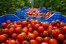 Prix des tomates : Des mesures conjoncturelles pour soulager le marché national