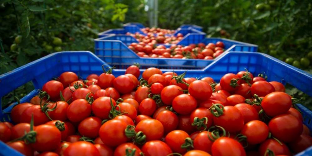 Prix des tomates : Des mesures conjoncturelles pour soulager le marché national