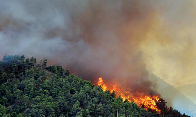 M’diq-Fnideq: Les efforts se poursuivent pour maîtriser un feu de forêt