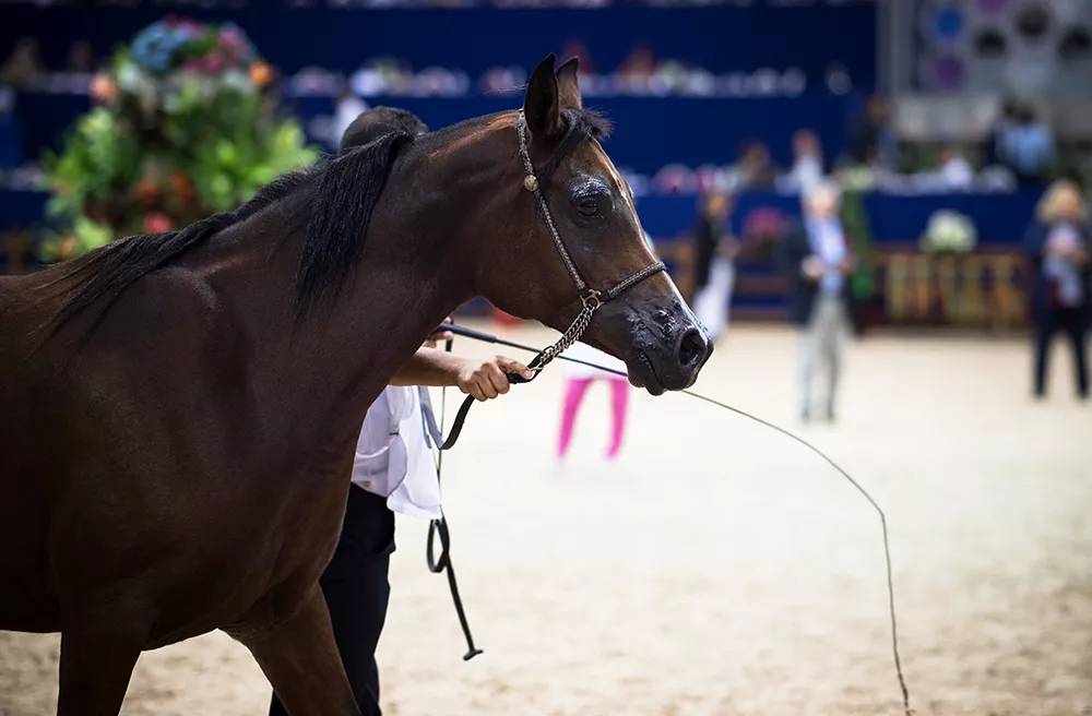 Covid-19 : le Salon du Cheval d’El Jadida annulé