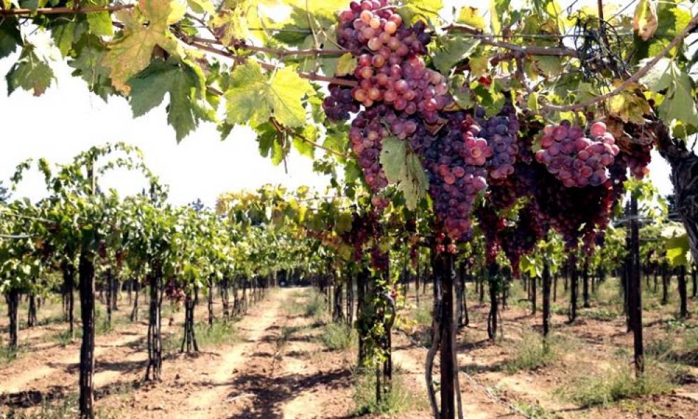 Le vignoble Doukkali, un levier essentiel du développement rural