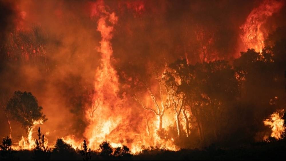 Chefchaouen: près de 725 hectares de forêt partis en fumée, la lutte contre les flammes continue