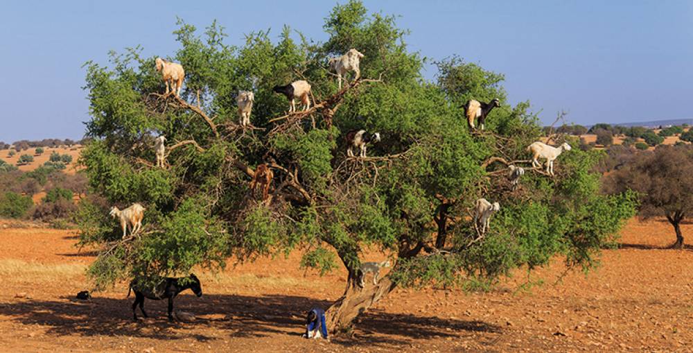 Plantation de 2.617 ha et formalisation de 34 autres projets