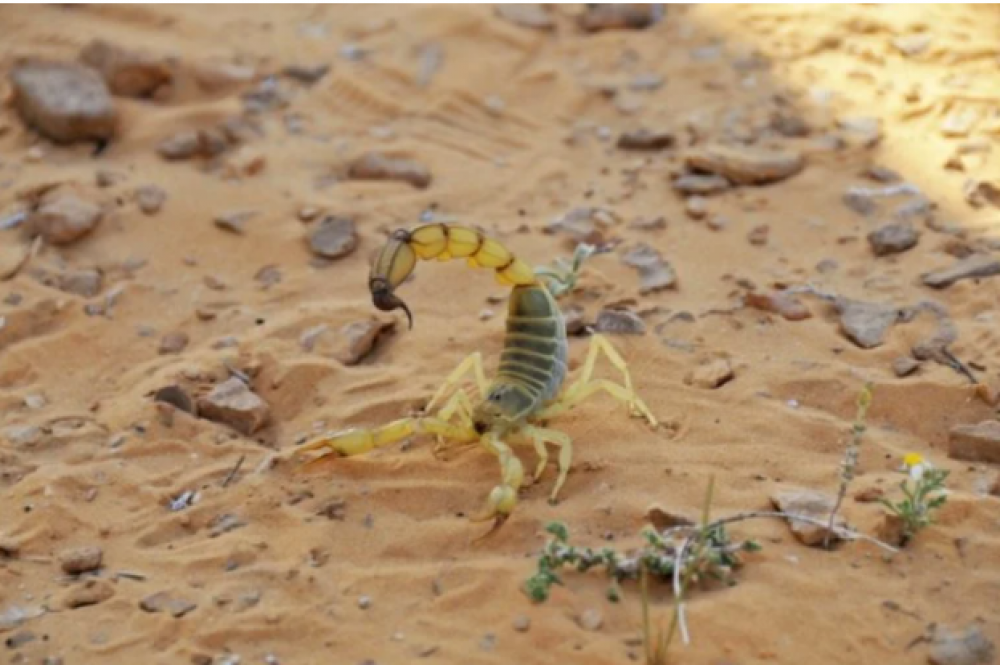 Le ministère de la Santé met en garde contre les piqûres de scorpions et morsures de serpents